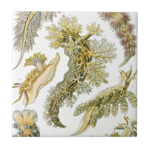 Vintage Nudibranchia, Sea Slugs av Ernst Haeckel Kakelplatta