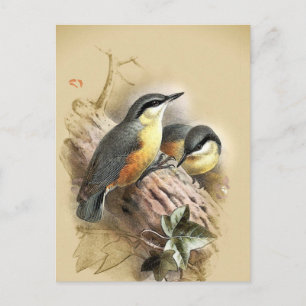 Vintage Nuthatch Birds Vykort
