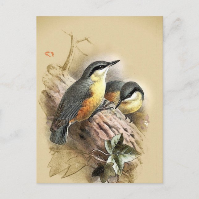 Vintage Nuthatch Birds Vykort (Framsida)