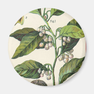 Vintage Nutmeg Plant Fruit Seeds, Food Örter Spice Magnet