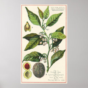Vintage Nutmeg Plant Fruit Seeds, Food Örter Spice Poster