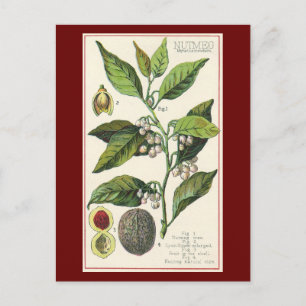 Vintage Nutmeg Plant Fruit Seeds, Food Örter Spice Vykort