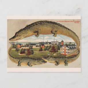 Vintage Nyckel Väster Alligator-vykort Vykort