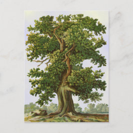 Vintage Oak Träd vykort