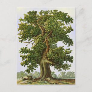 Vintage Oak Träd vykort