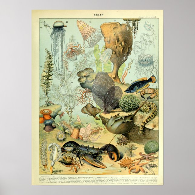 Vintage Ocean Sea Life by Adolphe Millot Poster (Framsidan)