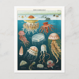 Vintage Oceanography Jellyfish Poster Vykort