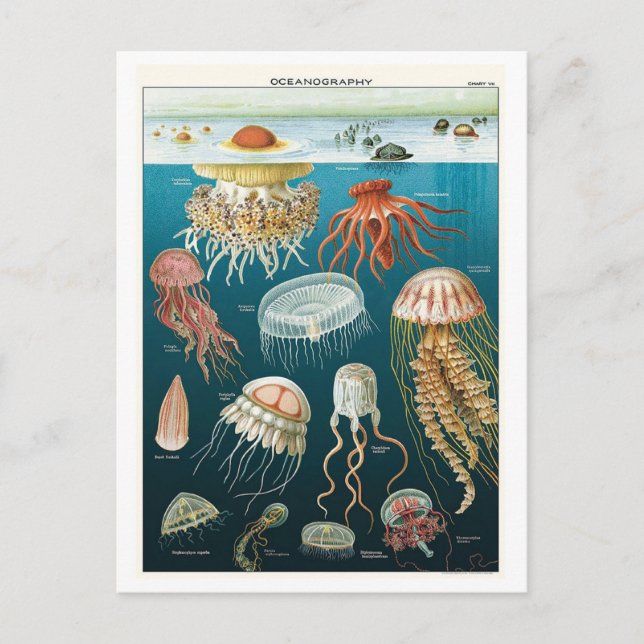 Vintage Oceanography Jellyfish Poster Vykort (Framsida)
