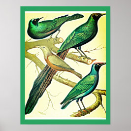 vintage och mynah-fåglar poster