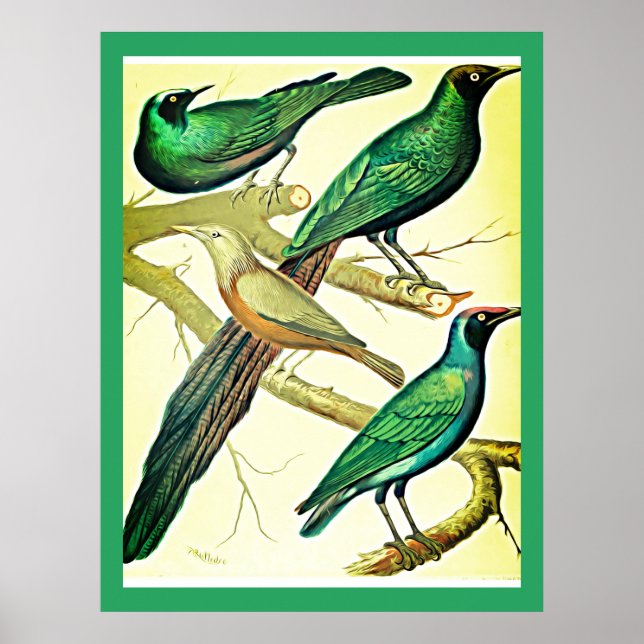 vintage och mynah-fåglar poster (Framsidan)