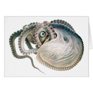 Vintage Octopus Argonaut, marina levande djur Hälsningskort