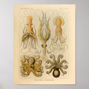 Vintage Octopus Färg Ernst Haeckel Art Skriv ut Poster