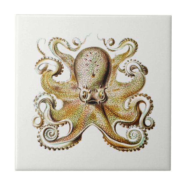 Vintage Octopus illustration av Ernst Haeckel  Kakelplatta (Framsidan)