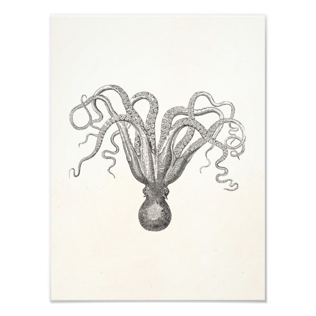 Vintage Octopus Poulpe Eight Armed Cuttle Fish Fototryck (Framsidan)