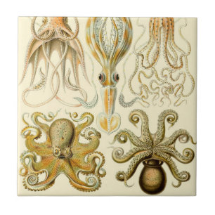 Vintage Octopus Squid Gamochonia av Ernst Haeckel Kakelplatta