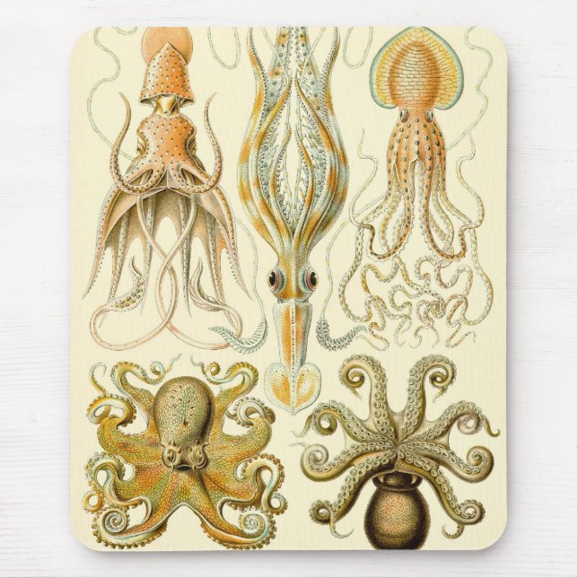 Vintage Octopus Squid Gamochonia av Ernst Haeckel Musmatta (Framsidan)