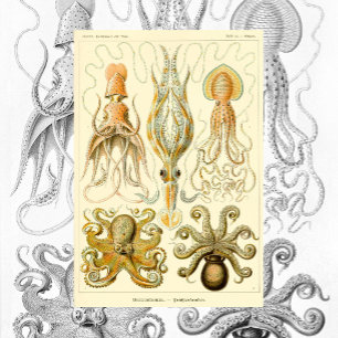 Vintage Octopus Squid Gamochonia av Ernst Haeckel Poster