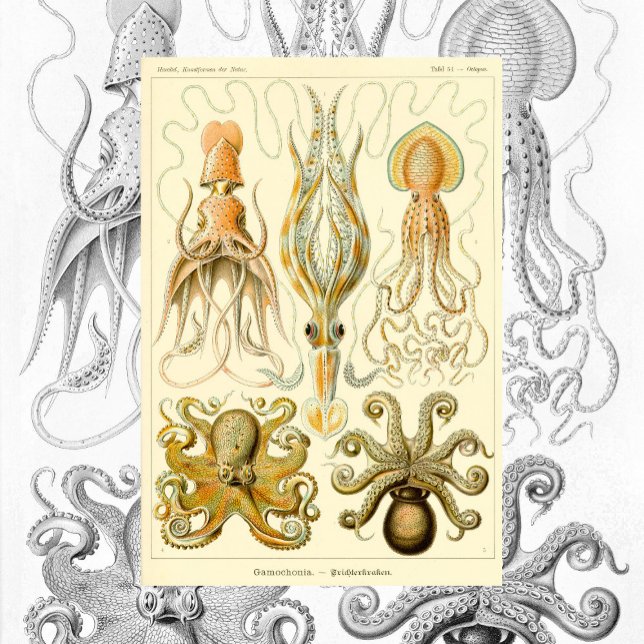 Vintage Octopus Squid Gamochonia av Ernst Haeckel Poster (Skapare uppladdad)