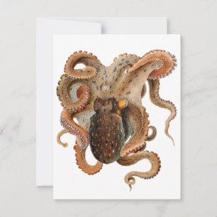 Vintage Octopus Vulgaris, marina levande djur