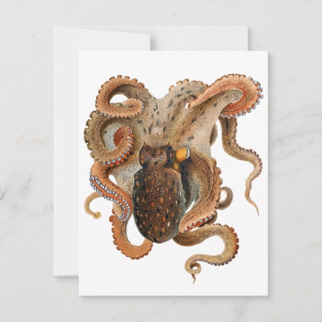 Vintage Octopus Vulgaris, marina levande djur (Framsida)