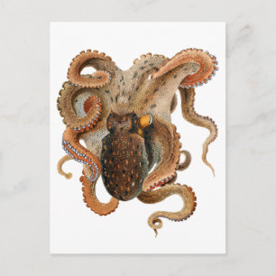 Vintage Octopus Vulgaris, marina levande djur Vykort