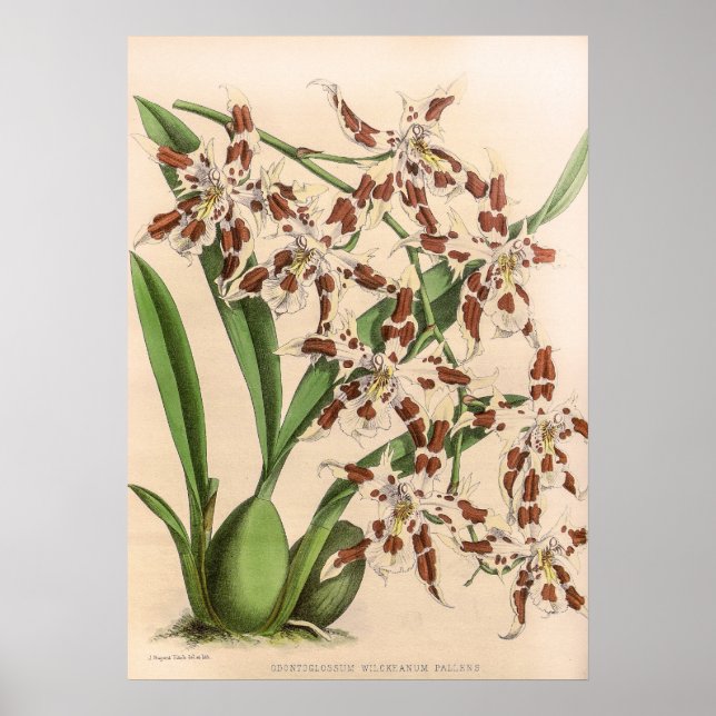 Vintage Odoninterlossum Orchid Flower Poster (Framsidan)