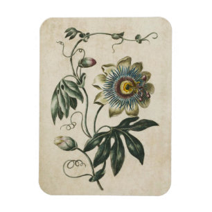 Vintage Ögonsockel för botaniska Blommigtar Magnet