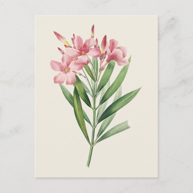 Vintage Oleander Botanical Illustration Vykort (Framsida)