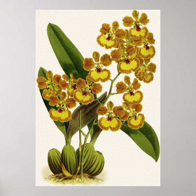 Vintage Oncidium Gardneri Orchid Flower Poster (Framsidan)