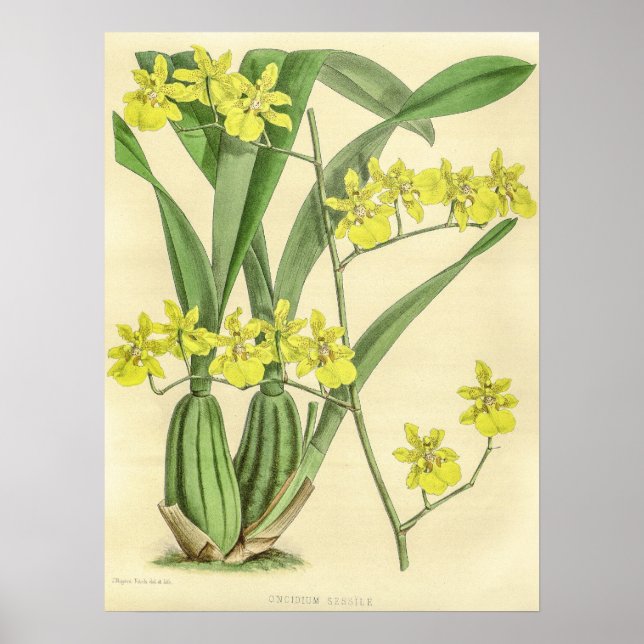 Vintage Oncidium Sessile Orchid Flower Poster (Framsidan)