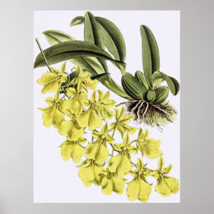 Vintage ONCIDIUMCONCOLOR Orchid Flower Poster