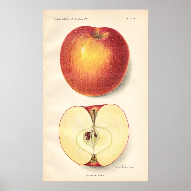 Vintage Opalescent Apple Poster (Framsidan)