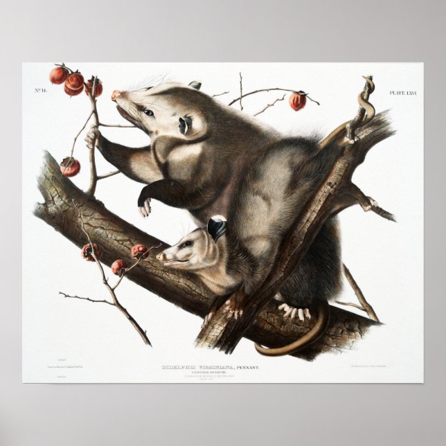 Vintage Opossum-illustration Poster (Framsidan)
