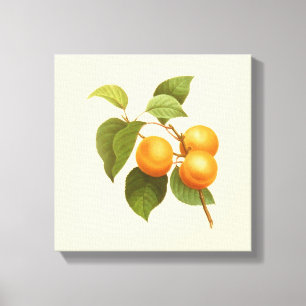 Vintage Orange Apricots Watercolor Teckning Canvastryck
