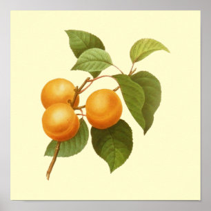 Vintage Orange Apricots Watercolor Teckning Poster