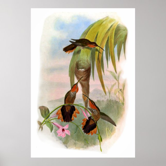 Vintage Orange Black Saw Bill Hummingbird Poster (Framsidan)