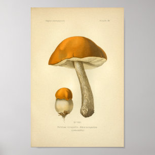 Vintage Orange Brunt svampkonst Skriv ut Fransk Poster