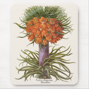 Vintage Orange Fritillaria Blommor Basilius Besler Musmatta
