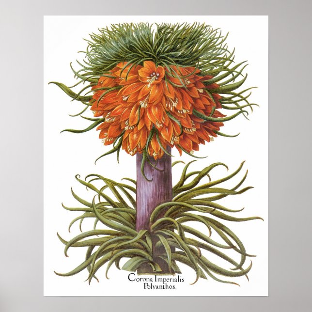 Vintage Orange Fritillaria Blommor Basilius Besler Poster (Framsidan)
