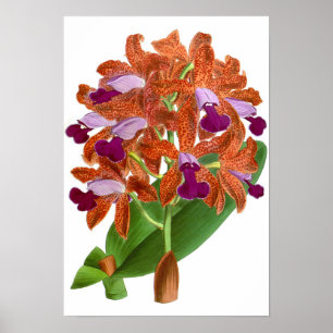 Vintage Orange Lila Orchid Flower - Poster