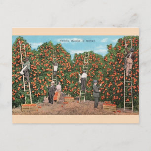 Vintage Orange Picking in Florida Postcard Vykort
