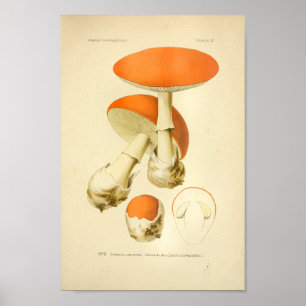 Vintage Orange Svampkonst Skriv ut Fransk Poster