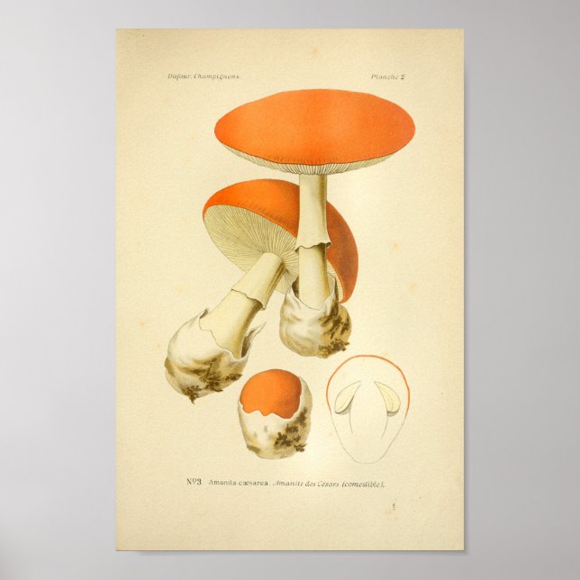 Vintage Orange Svampkonst Skriv ut Fransk Poster (Framsidan)