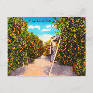 Vintage Orange Time in Florida Travel Postcard Vykort