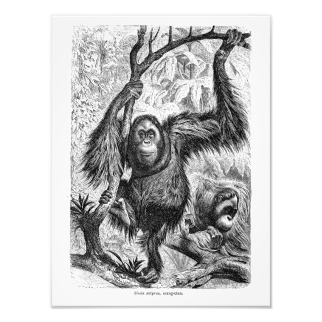 Vintage Orangutan Illustration - 1800's Monkey Fototryck (Framsidan)