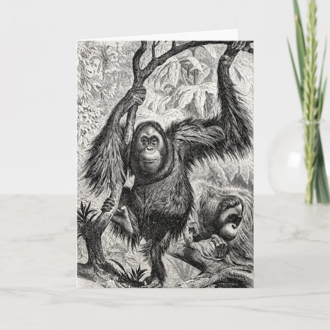 Vintage Orangutan Illustration - 1800's Monkey Kort (Framsida)