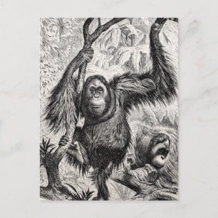 Vintage Orangutan Illustration - 1800's Monkey Vykort