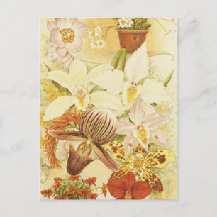 Vintage Orchid Flower Blommars Antique Blommigt Vykort