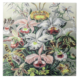 Vintage Orchid Flowers av Ernst Haeckel Kakelplatta