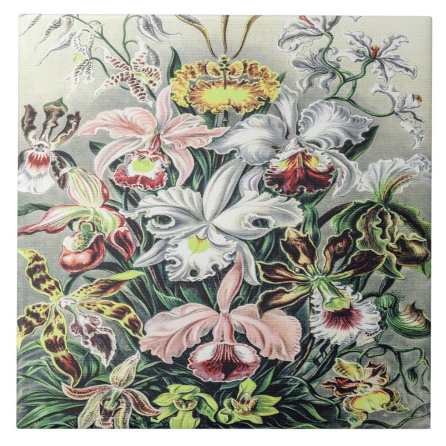 Vintage Orchid Flowers av Ernst Haeckel Kakelplatta (Framsidan)